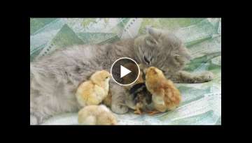 Stepmother go nuts! cat instead of chicken for chickens