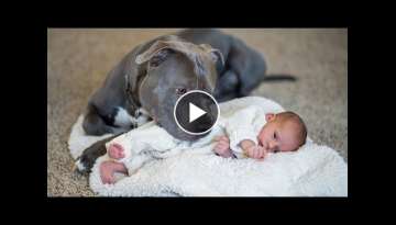 Pit Bull Protects Baby Compilation NEW