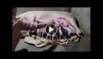 Caring, Midwifery for Sows to have many piglets Caring, Midwifery for Sows to have many piglets