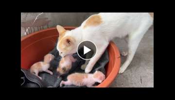 The mother cat carries the kittens and hides them inside a paper box The mother cat carries the kittens and hides them inside a paper box