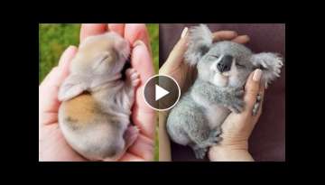The cute state of the baby animals! Watch it, you will love it!