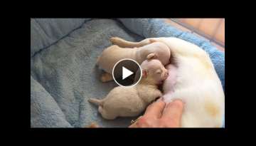 Chihuahua puppies nursing