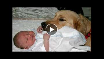 Golden Retriever and Babies Compilation NEW