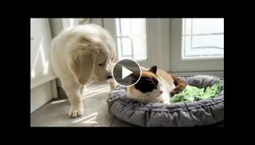 What does a Golden Retriever Puppy do when a Cat Occupied her Bed