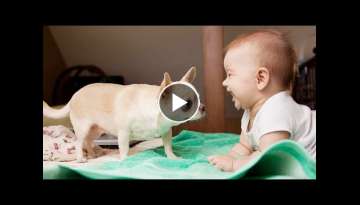 TRY NOT TO LAUGH: Are Chihuahua The Funniest Nanny? || Funny Baby Video