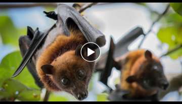 Incredible Facts About Bats