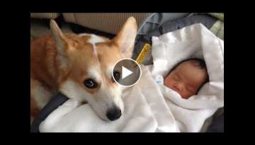 Funny Dogs Protecting Babies Compilation