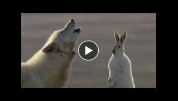 Wolf Pack Hunts A Hare | The Hunt