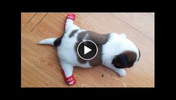 AWW CUTE BABY ANIMALS Videos Compilation cutest moment of the animals 2021