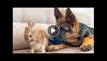 German Shepherd Puppy Reacts to how the Bunny Washing His Face German Shepherd Puppy Reacts to how the Bunny Washing His Face
