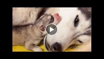 Cute Husky Dogs That will Brighten Up Your Day - Funny and Cute Husky Puppy Compilation