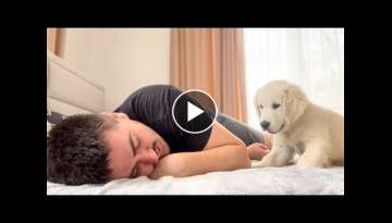 Golden Retriever Puppy Reacts to My Snoring