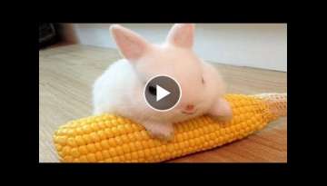 Funny and Cute Baby Bunny Rabbit Videos - Baby Animal Video Compilation