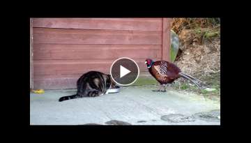 Buster(cat) and Pheasant Buster(cat) and Pheasant