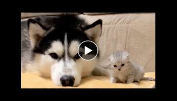 Husky Watching Over His Tiny Kitten Friend
