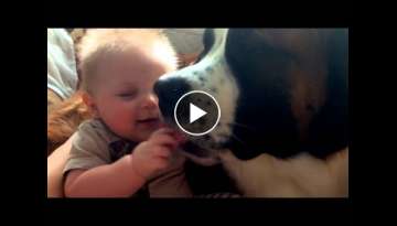 St Bernard attacks baby...with kisses!!! St Bernard attacks baby...with kisses!!!