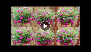 Easy and Quick Way to Make a Beautiful Hanging Garden Easy and Quick Way to Make a Beautiful Hanging Garden
