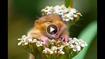 Photographer Captured A Very Beautiful Smiling Mouse Wrapped In A Flower!