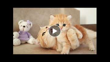 Mom Cat playing and talking to her Cute Meowing baby Kittens Mom Cat playing and talking to her Cute Meowing baby Kittens