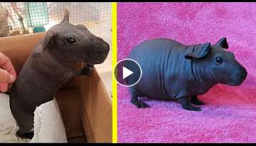 These 'Skinny', Hairless Guinea Pigs Look Like Tiny Hippos And They're Too Adorable