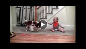Adorable laughing baby and Cavalier King Charles playing game Adorable laughing baby and Cavalier King Charles playing game