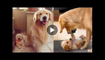 Mother Dog and Cute Puppies - beautiful, happy and meaningful moment of animal family