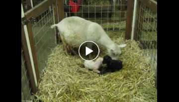 Pygora goat going through the actual birthing process
