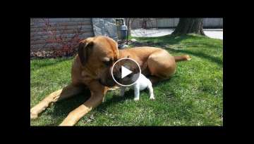 Cute Puppies Playing with Big Dogs Compilation - Funny Dog Videos Cute Puppies Playing with Big Dogs Compilation - Funny Dog Videos