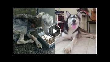 He Found Husky Look Like A Skeleton but after 10 Months She’s Unrecognizable