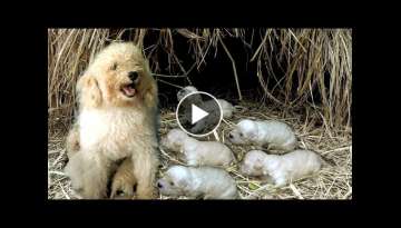 Rescue Homeless Puppies with Scared Mother - Poor Dog Rescue Official