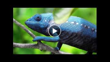 Chameleon Changing Color Chameleon Changing Color