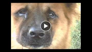 Hachiko the true story of a loyal dog - I can`t try to not cry!