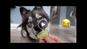 My Husky Reacts to Trying Lime!