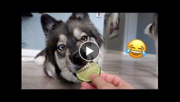 My Husky Reacts to Trying Lime! My Husky Reacts to Trying Lime!