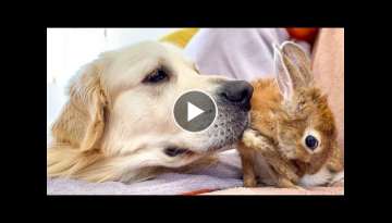 Golden Retriever Bailey and Rabbit Sam - Cutest Friends