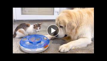 Golden Retriever Confused by Cat Play Golden Retriever Confused by Cat Play
