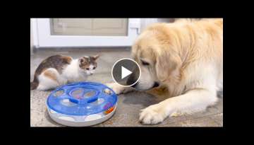 Golden Retriever Confused by Cat Play