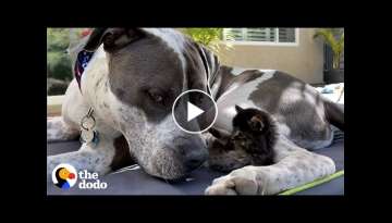 Even the Gentlest Pittie Dad Needs to Get Away From the Kids Sometimes | The Dodo