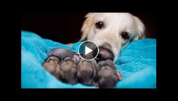 Golden Retriever and Baby Bunnies 3 days old [CUTENESS OVERLOAD]