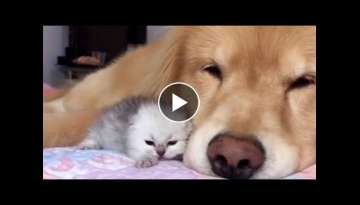 Gentle Golden Retriever Adores Cat Best Friends Newborn Kittens