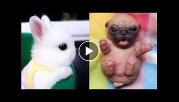 Cute baby animals Videos Compilation cute moment of the animals - Cutest Animals #5 Cute baby animals Videos Compilation cute moment of the animals - Cutest Animals #5
