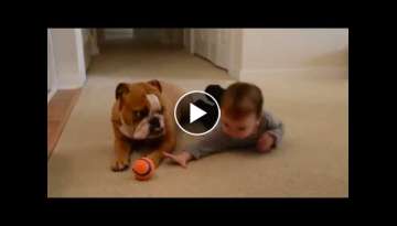 Baby and English bulldog - Baby steals toy from dog