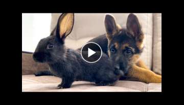 German Shepherd Puppy Meets Baby Rabbit for the First Time!