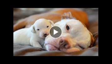 AWW CUTE BABY ANIMALS Videos Compilation Funniest and cutest moments of animals - OMG So Cute