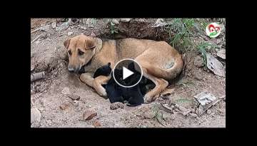 The mother dog burrows her baby in a banana garden \ The mother dog gives birth to 8 puppies