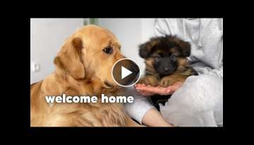 Golden Retriever Meets New Puppy | Emotional Dog Reaction
