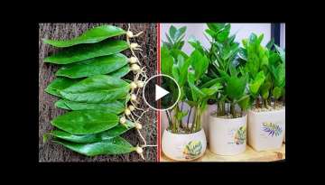 Grow trees from leaves and the unexpected happened Grow trees from leaves and the unexpected happened