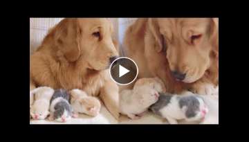 Tiny Kittens Are Always Safe With a Golden Retriever