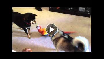 Macaw playing with dog