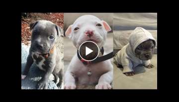 CUTEST and ADORABLE Pit Bull Puppies Compilation